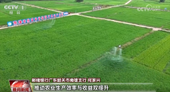 巧玉米取大豆的发展特征