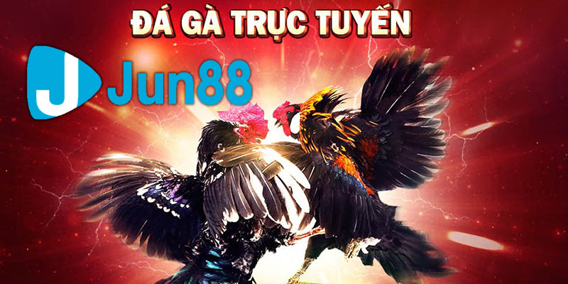 Đá Gà 68 Trực Tiếp - Địa Chỉ Xem Chọi Gà online Uy Tín