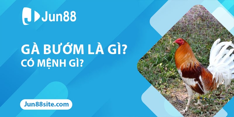 Gà Bướm Là Gì? Dòng Chiến Kê Đặc Biệt Này Có Mệnh Gì?